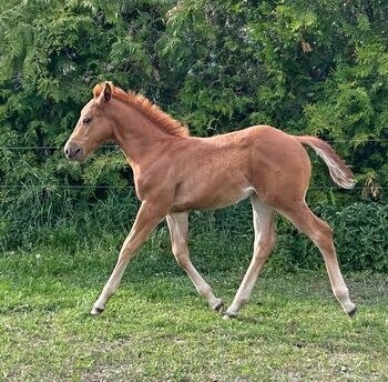 Quarter Horse Hengst, Diana, Horses For Sale, Klötze