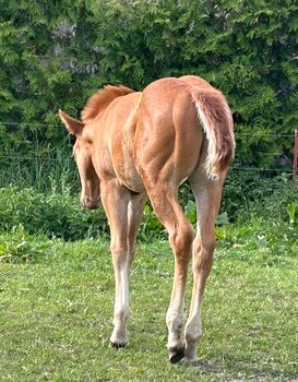 Quarter Horse Hengst
