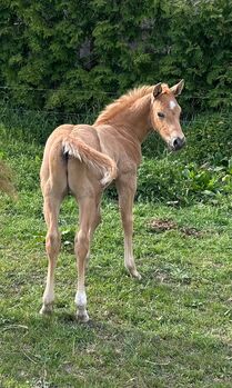Quarter Horse Hengst
