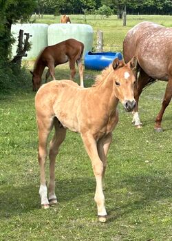 Quarter Horse Hengst, Diana, Horses For Sale, Klötze