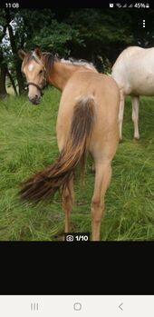 Quarter Horse Hengst, Aileen , Horses For Sale, Kyffhäuserland