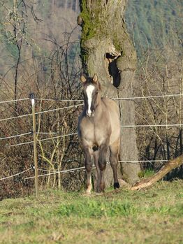 Im Ranchhorsetyp stehender Quarter Horse Hengst in grullo, Kerstin Rehbehn (Pferdemarketing Ost), Horses For Sale, Nienburg