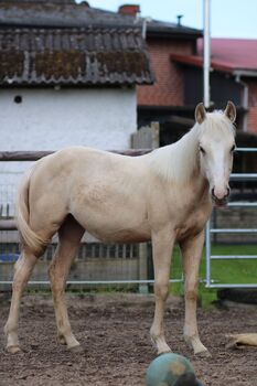 Quarter Horse Stute 1.J.palomino, super Abstammung, Regina Klut , Horses For Sale, Anderlingen