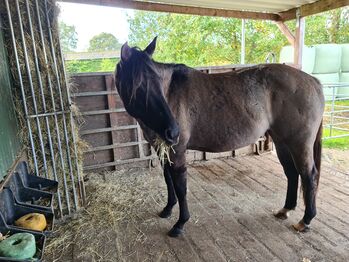 Quarter Horse Stute 2,5Jahre in der schönen Farbe Grullo