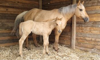 Quarter Horse Stute Fohlen Stutfohlen (evlt. Homozygot DUN), Katharina Müller , Horses For Sale, Attenkirchen