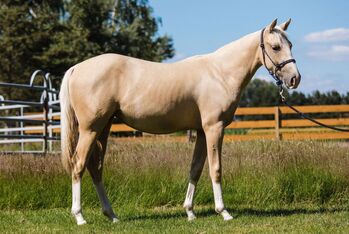 Quarter Horse Stute in Traumoptik- doppelt registriert, Kerstin Rehbehn (Pferdemarketing Ost), Horses For Sale, Nienburg