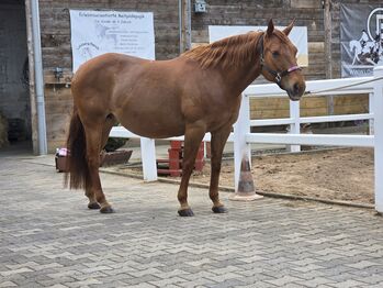 Quarter Horse Stute mit bester Reining/Cutting-Abstammung, Kerstin Rehbehn (Pferdemarketing Ost), Horses For Sale, Nienburg