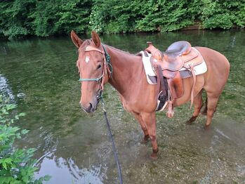 Quarter Horse Stute mit Charakter und Potenzial für Cutting & Ranch