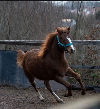 Quarter Horse Stutfohlen mit top Abstammung, Kerstin Rehbehn (Pferdemarketing Ost), Horses For Sale, Nienburg