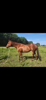 Quarter Horse Stute UK Tara Zipps Gold