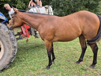 Quarter Horse Stute – 15 Monate – top Nachwuchs