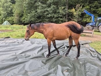 Quarter Horse Stute – 18 Monate – top Nachwuchs