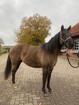 Quarter Horse Stute 2,5Jahre in der schönen Farbe Grullo