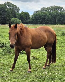 Quarter Horse Stute von 2013, Chestnut, Kathi, Pferd kaufen, Groß Ippener