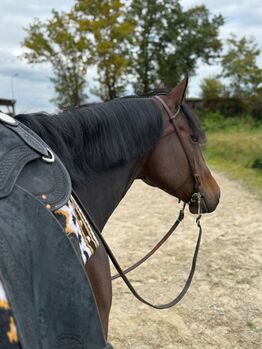 Quarter Horse Stute 2019 – „Obviousy Lazy“ / Joria