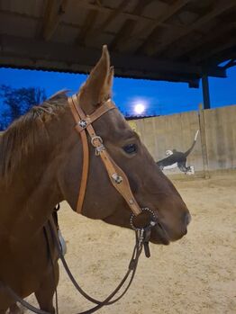 Quarter Horse Stute mit Charakter und Potenzial für Cutting & Ranch