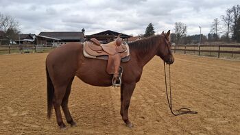 Quarter Horse Stute mit Charakter und Potenzial für Cutting & Ranch, Kerstin Rehbehn (Pferdemarketing Ost), Pferd kaufen, Nienburg