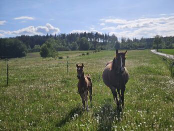 Quarter Horse Stute