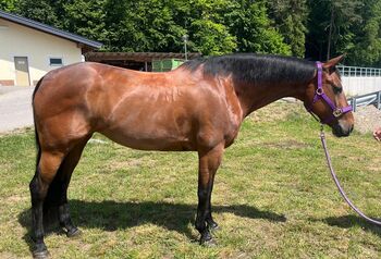 Quarter Horse Stute, Cavallo, Horses For Sale, Ebersberg