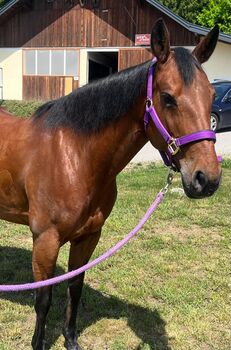 Quarter Horse Stute