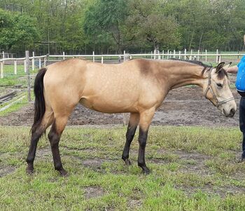 Quarter horse stute, Bianca Drenth, Horses For Sale, Szentkirály