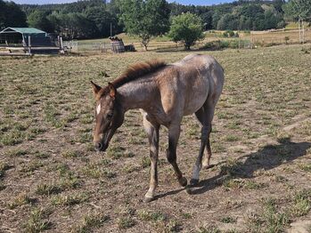 Quarter Horse Stute
