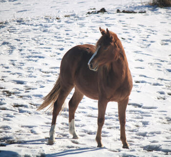 Quarter Horse Stute Reining Cowhorse Showprospect, Nadia Hofmaier , Pferd kaufen, Kirchberg im Wald