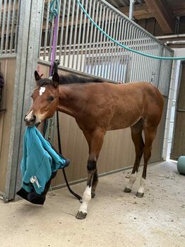 Quarter Horse Stutfohlen - bildhübsch, cool & mit erstklassiger Reining-Abstammung