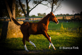 Quarter Horse Stutfohlen, Bianca , Horses For Sale, Lutzmannsburg 