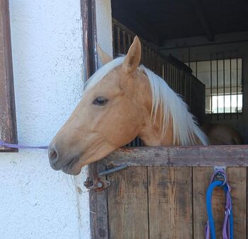 Quarter Horse Wallach, Cavallo, Horses For Sale, Ebersberg