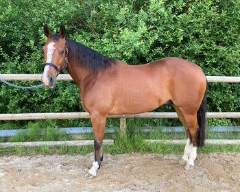 Im Stocktyp stehender Quarter Horse Wallach, Kerstin Rehbehn (Pferdemarketing Ost), Horses For Sale, Nienburg