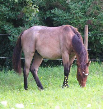 Quarter Horse  Wallach,    2 jähriger in Bay Roan, Wolfgang Künkel, Pferd kaufen, Preuß. Oldendorf