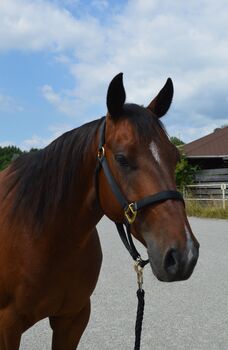 Quarter Horse Wallach, Sandra E., Pferd kaufen, Ostermiething 