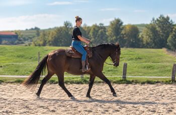 Quarter Horse Wallach