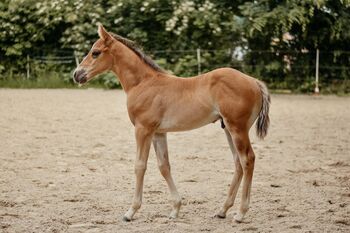 Ein Quarter Horse Youngster zum Verlieben