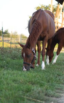 Quarter Horse Zuchtstute, Bianca , Horses For Sale, Lutzmannsburg 