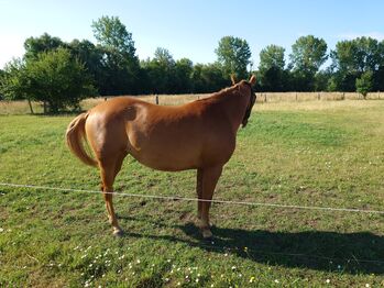 Quarter Horses Stuhtfohlen