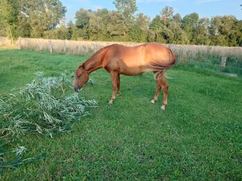 Quarter Horses Stuhtfohlen