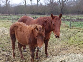 Quarter Horses Stuhtfohlen