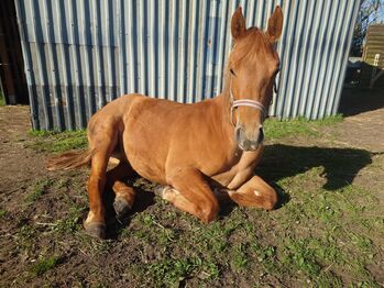 Quarter Horses Stuhtfohlen, Christian, Horses For Sale, Demmin , Hansestadt