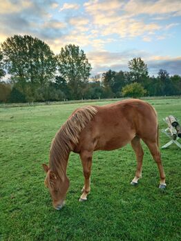 Quarter Horses Stuhtfohlen