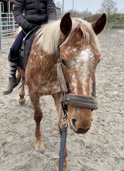 Quarter-knabstrupper Stute 2021, Meike , Horses For Sale, Ostrohe