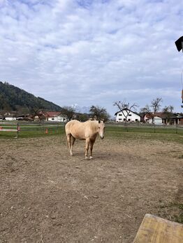 Quarter sucht Lebensplatz, Lippitz jürgen, Horses For Sale, Klagenfurt am Wörthersee