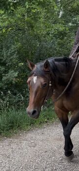 ❤️Quarter Stute/ Freizeitpferd, Sabine Bogner , Horses For Sale, Burghaslach