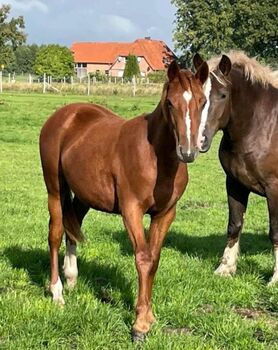 Quarter Mix, Britta , Horses For Sale, Maasen