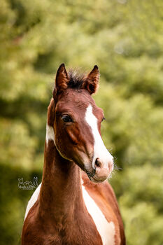 Quarter Pony Hengstfohlen, Tanja, Horses For Sale, Lohra