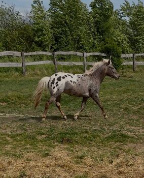 Quarter Pony Hengst