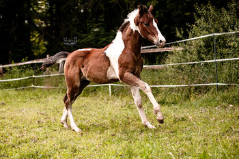 Quarter Pony Hengstfohlen