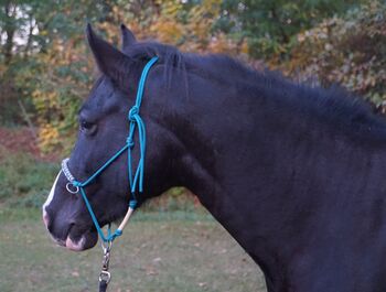 Quarter Pony Stute, 6 Jahre, western geritten, mit Papieren