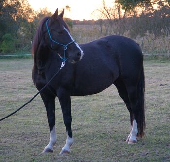 Quarter Pony Stute, 6 Jahre, western geritten, mit Papieren, Marliese, Pferd kaufen, Königs Wusterhausen